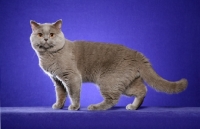 Picture of lilac British Shorthair standing on purple background
