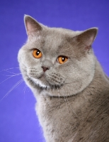 Picture of lilac British Shorthair