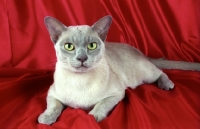 Picture of lilac burmese cat on red cloth
