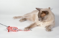 Picture of lilac Burmese cat playing