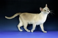 Picture of lilac burmese cat, side view