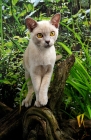 Picture of lilac Burmese cat