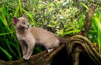 Picture of lilac Burmese kitten on branch