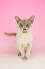 Picture of lilac burmese licking lips