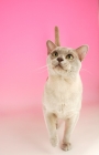 Picture of lilac burmese on pink background