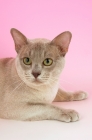 Picture of lilac burmese portrait