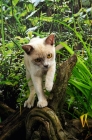 Picture of lilac Burmese walking on branch