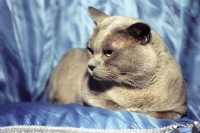 Picture of lilac coloured british shorthair