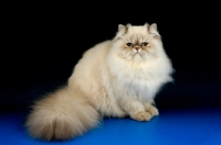 Picture of lilac colourpoint cat. (Aka: Persian or Himalayan)