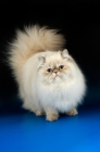 Picture of lilac colourpoint himalayan cat, standing. (Aka: Persian or Himalayan)