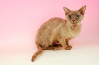 Picture of lilac devon rex