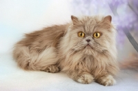 Picture of lilac Persian cat on patel background