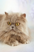 Picture of lilac Persian, looking away