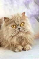 Picture of lilac Persian lying down, portrait format