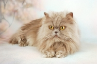Picture of lilac Persian lying on pastel background