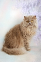 Picture of lilac Persian