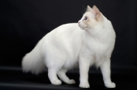 Picture of Lilac Point Bi-Color Ragdol cat looking back