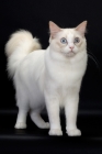 Picture of Lilac Point Bi-Color Ragdol cat looking surprised