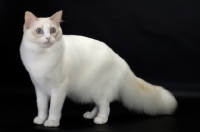Picture of Lilac Point Bi-Color Ragdol cat standing