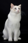 Picture of Lilac Point Bi-Color Ragdoll cat