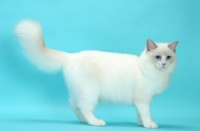 Picture of Lilac Point Bi-Colour Ragdoll cat standing on blue background