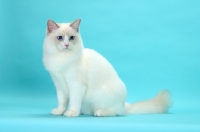Picture of Lilac Point Bi-Colour Ragdoll cat sitting on blue background