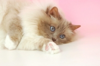 Picture of Lilac point Birman cat, close up