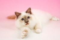 Picture of Lilac point Birman cat looking at camera