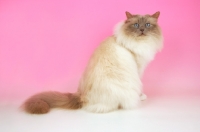 Picture of Lilac point Birman cat looking at camera