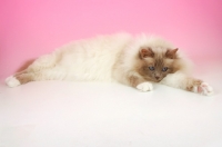 Picture of Lilac point Birman cat looking tired