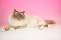 Picture of Lilac point Birman cat, lying down