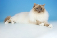 Picture of lilac point birman cat, lying down