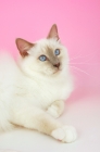 Picture of lilac point birman cat, lying down on pink background