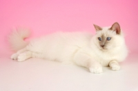 Picture of Lilac point Birman cat lying down