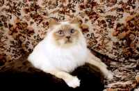 Picture of lilac point Birman cat on a sofa