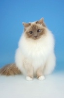 Picture of Lilac point Birman cat on blue background