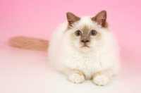 Picture of Lilac point Birman cat on pastel backround