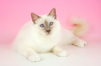 Picture of Lilac point Birman cat on pink background
