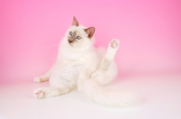 Picture of lilac point birman cat, one leg up