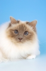 Picture of lilac point birman cat, portrait