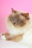 Picture of Lilac point Birman cat portrait