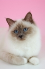 Picture of lilac point birman cat, portrait on pink background