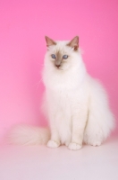 Picture of Lilac point Birman cat