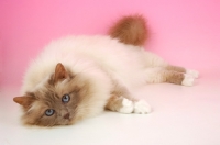 Picture of Lilac point Birman cat