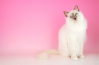 Picture of Lilac point Birman cat