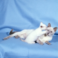 Picture of lilac point siamese cat and kitten