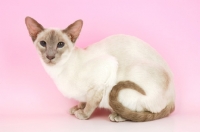 Picture of lilac point siamese cat, crouching down