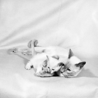 Picture of lilac point siamese cat holding her kitten in her paws 