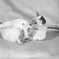 Picture of lilac point siamese cat holding and washing her kitten