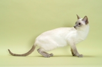 Picture of lilac point Siamese cat looking back